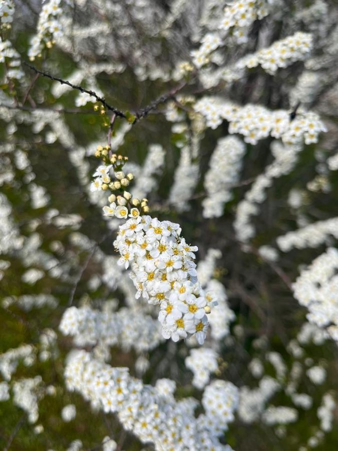 Pensiunea Colt De Rai, Vistisoara Statiunea Climaterica Sambata Buitenkant foto